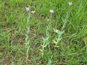 Eustoma exaltatum Catchfly Prairie Gentian