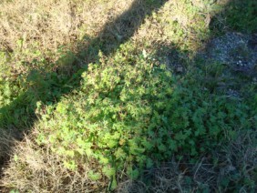 Geranium carolinianum