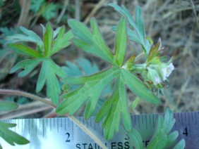 Geranium carolinianum