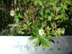 Geranium carolinianum Geranium