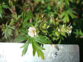 Geranium carolinianum