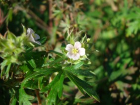 Geranium carolinianum