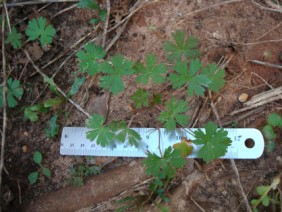 Geranium carolinianum