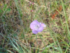 Agalinis fasciculata Gerardia Beach False Foxglove