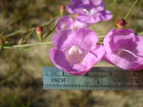 Agalinis fasciculata Gerardia Beach False Foxglove