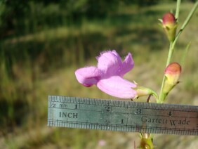 Agalinis fasciculata Gerardia Beach False Foxglove