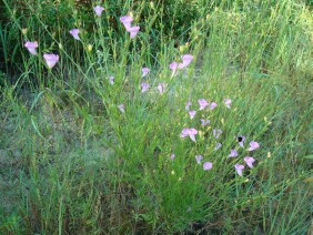 Agalinis fasciculata Gerardia Beach False Foxglove