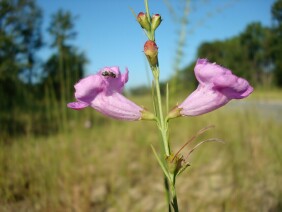 Agalinis fasciculata Beach False Foxglove