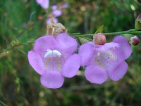 Agalinis fasciculata Gerardia Beach False Foxglove