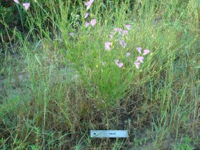 Agalinis fasciculata Gerardia Beach False Foxglove