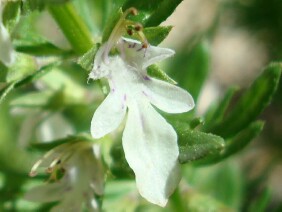 Teucrium cubense Germander