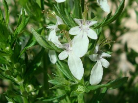 Teucrium cubense Germander