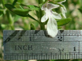 Teucrium cubense Germander