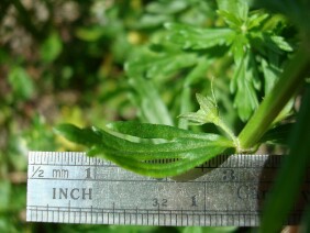 Teucrium cubense Germander