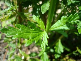 Teucrium cubense Germander