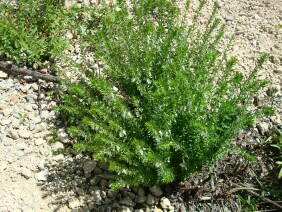 Teucrium cubense Germander