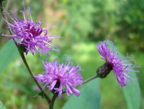 Vernonia gigantea Giant Ironweed