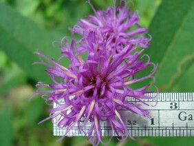 Vernonia gigantea Giant Ironweed