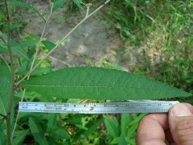 Vernonia gigantea Giant Ironweed