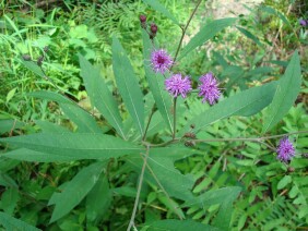 Vernonia gigantea Giant Ironweed