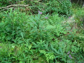 Vernonia gigantea Giant Ironweed