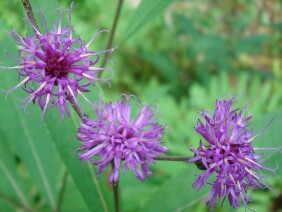 Vernonia gigantea Giant Ironweed