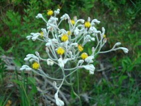 Lophiola aurea Goldencrest