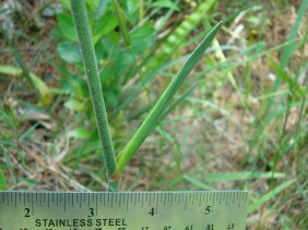 Lophiola aurea Goldencrest