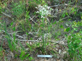 Lophiola aurea Goldencrest