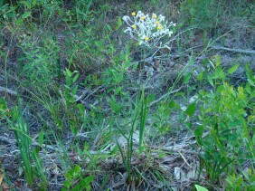 Lophiola aurea Goldencrest