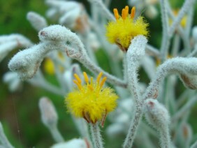 Lophiola aurea Goldencrest