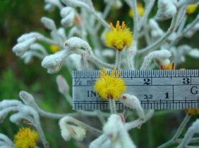 Lophiola aurea Goldencrest