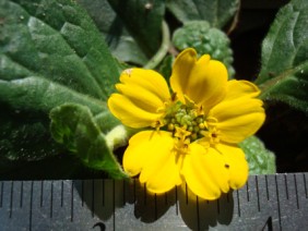 Chrysogonum virginianum Green-and-Gold