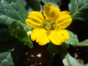 Chrysogonum virginianum Green-and-Gold