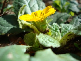 Chrysogonum virginianum Green-and-Gold