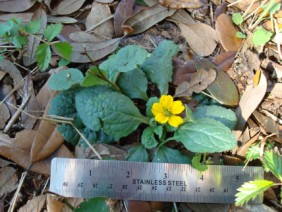 Chrysogonum virginianum Green-and-Gold