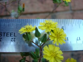 Youngia japonica Oriental False Hawksbeard