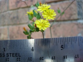 Youngia japonica Oriental False Hawksbeard