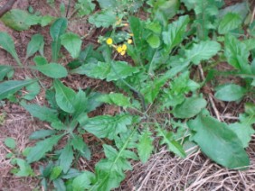 Youngia japonica Oriental False Hawksbeard