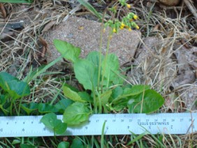 Youngia japonica Oriental False Hawksbeard