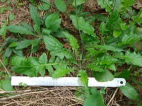 Youngia japonica Oriental False Hawksbeard