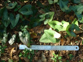 Hexastylis arifolia Heartleaf