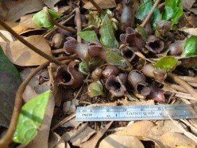 Hexastylis arifolia Heartleaf