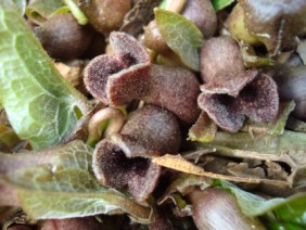 Hexastylis arifolia Heartleaf