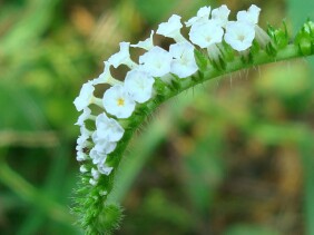 Heliotropium indicum Indian Heliotrope