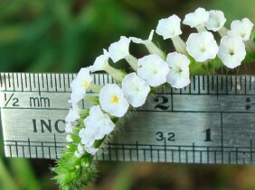 Heliotropium indicum Indian Heliotrope