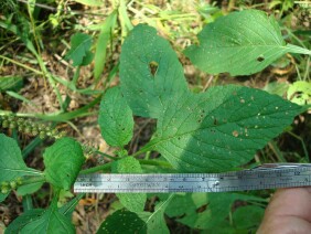 Heliotropium indicum Indian Heliotrope