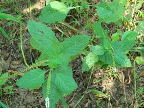 Heliotropium indicum Indian Heliotrope