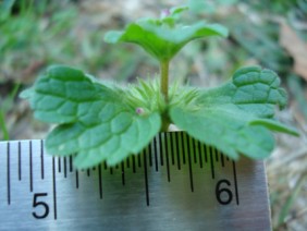 Lamium amplexicaule Henbit