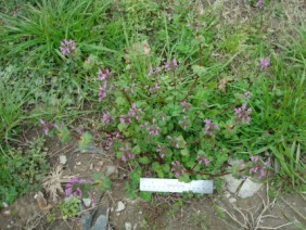 Lamium amplexicaule Henbit